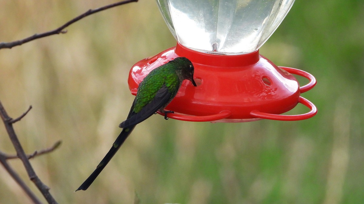 Colibrí Colilargo Mayor - ML620560710