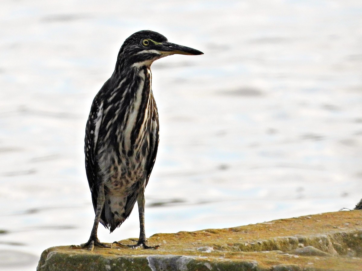 Striated Heron - ML620560711