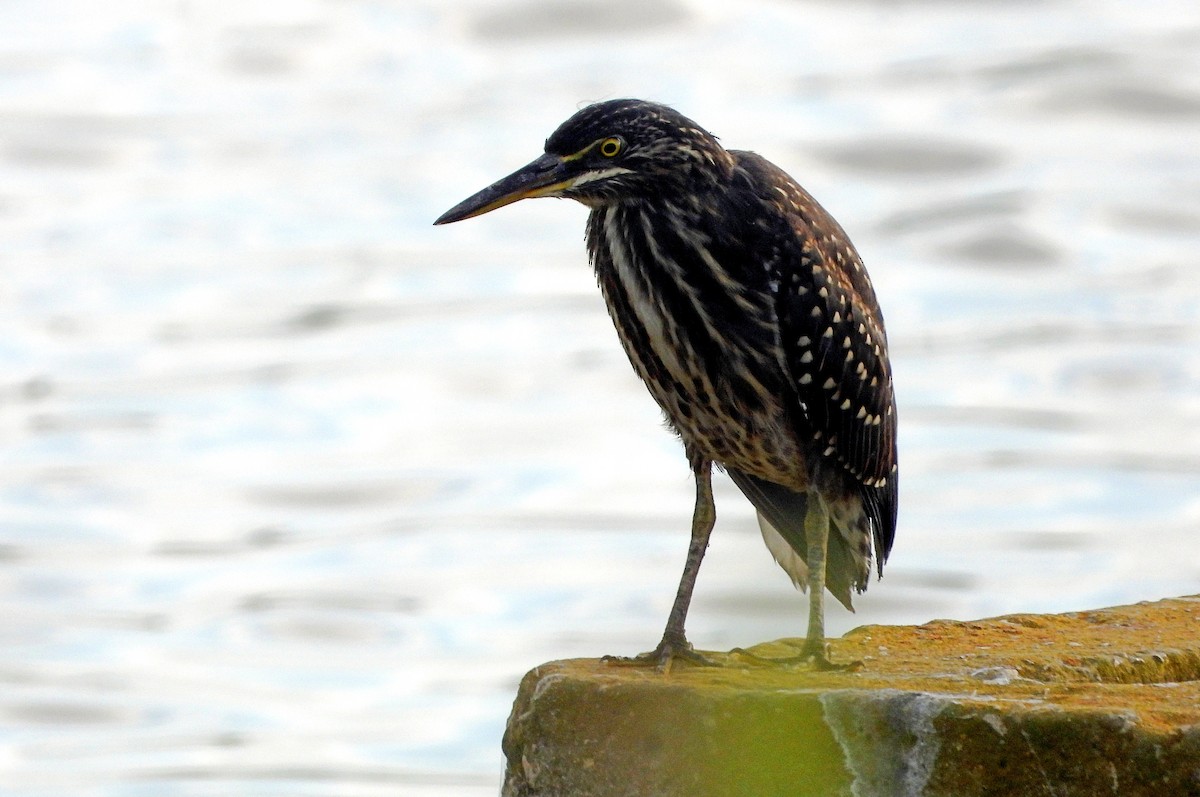 Striated Heron - ML620560712