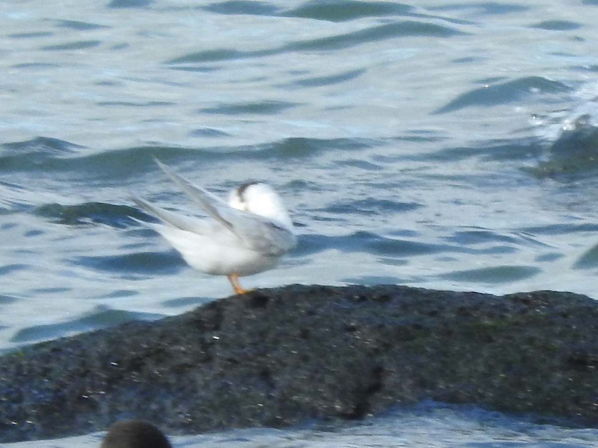 Little/Australian Fairy Tern - ML620560718