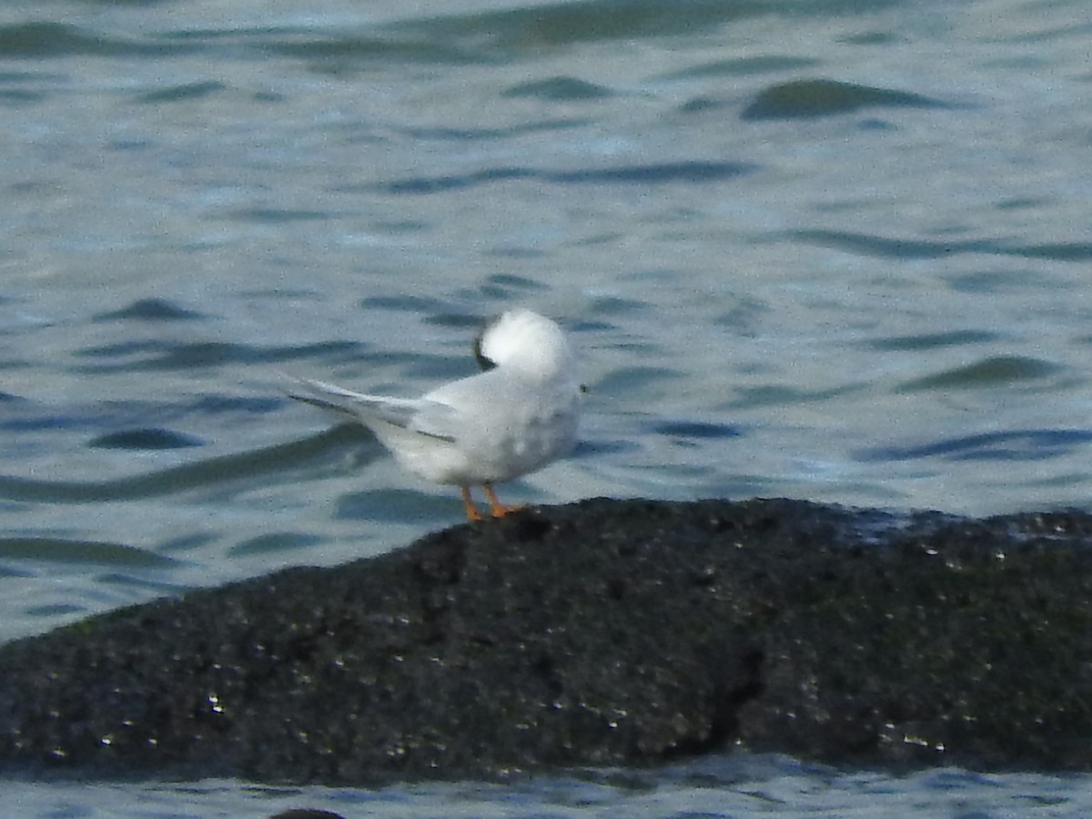 Australian Fairy Tern - ML620560719