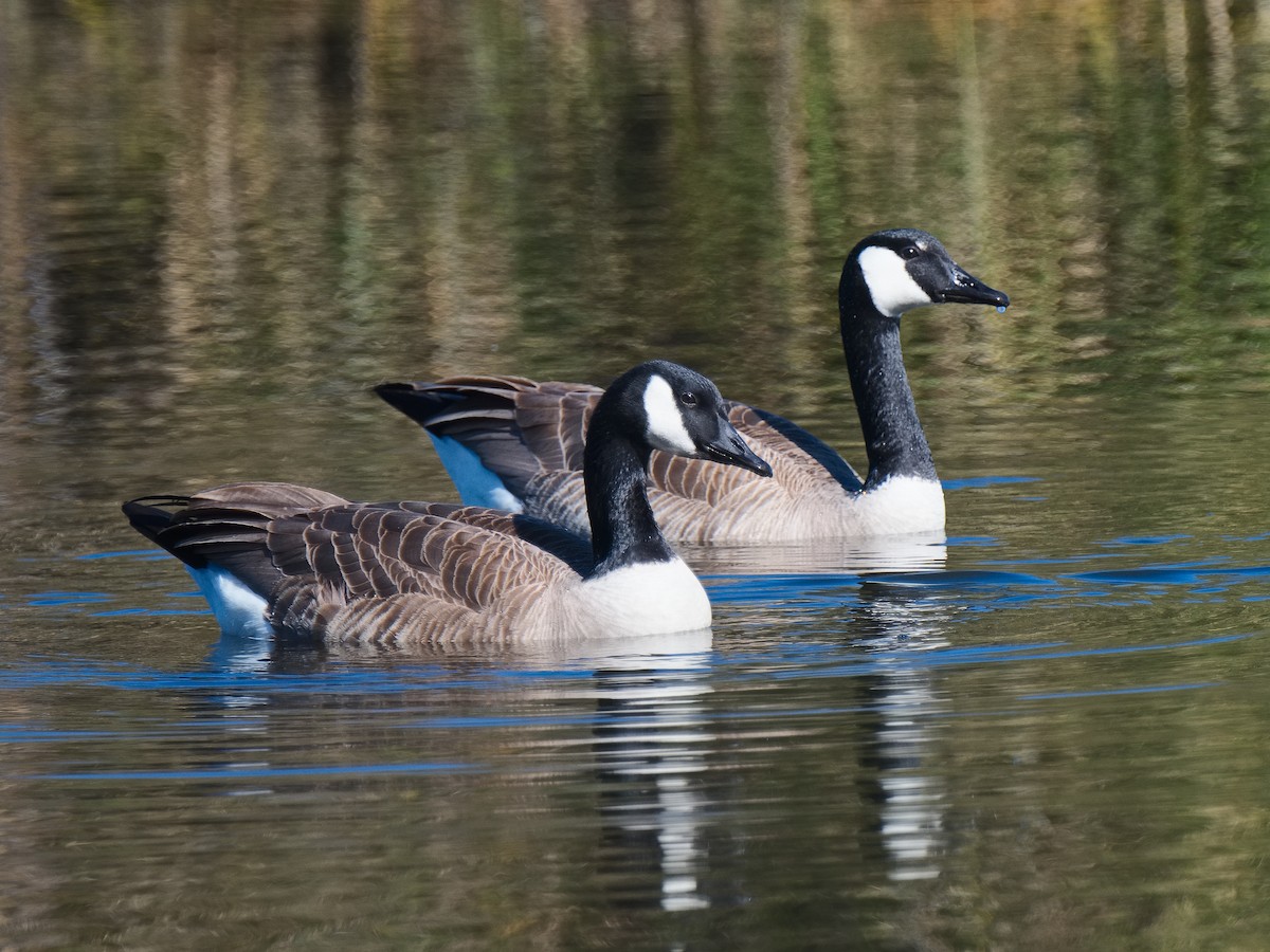 Canada Goose (moffitti/maxima) - ML620560724