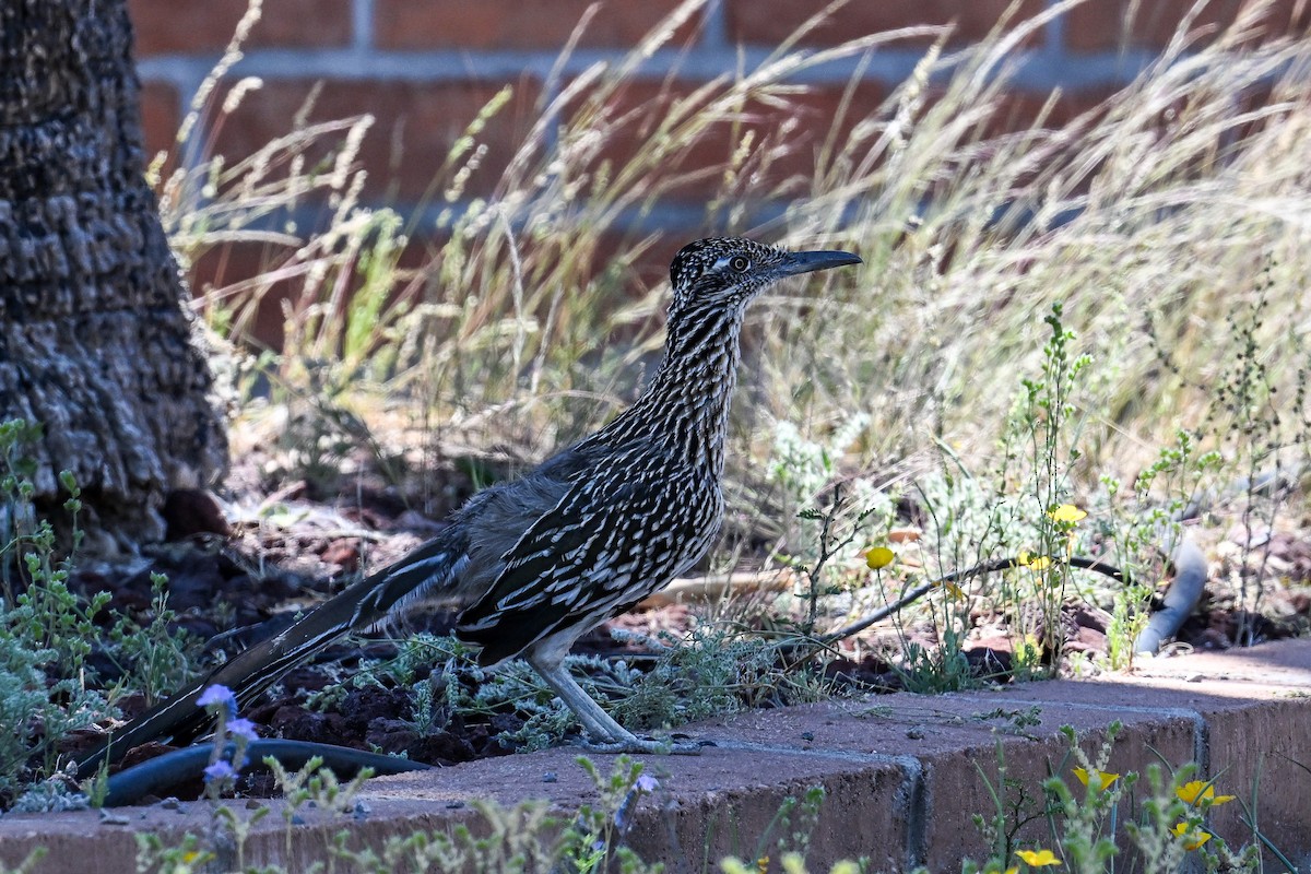 Greater Roadrunner - ML620560738