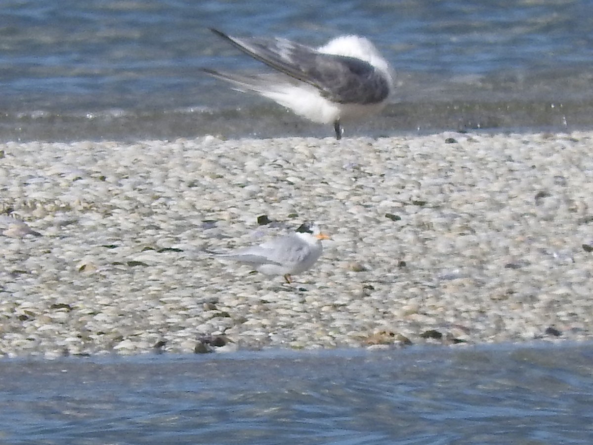 Little/Australian Fairy Tern - ML620560741