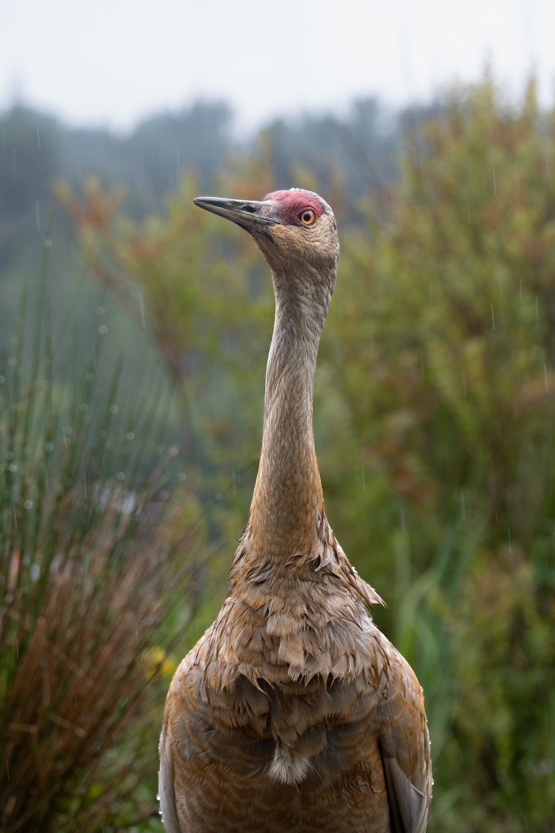 Sandhill Crane - ML620560742