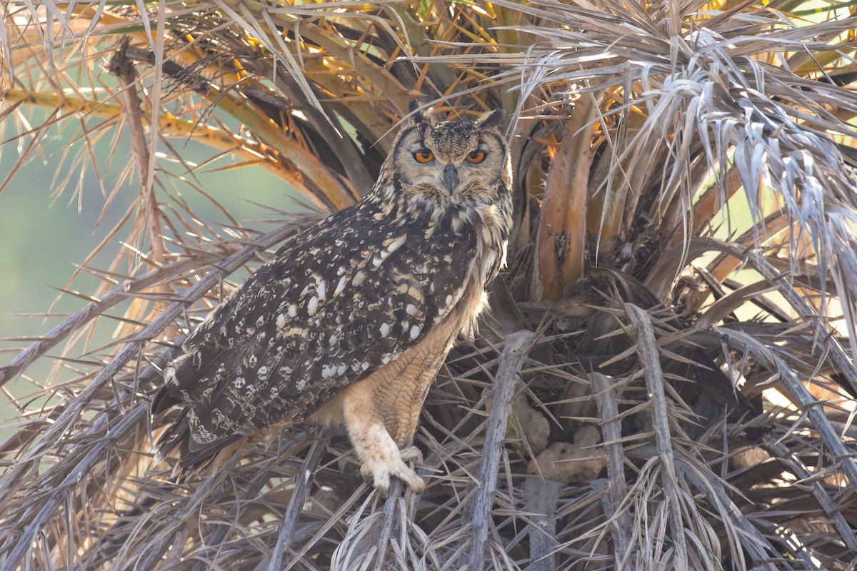 Rock Eagle-Owl - ML620560748