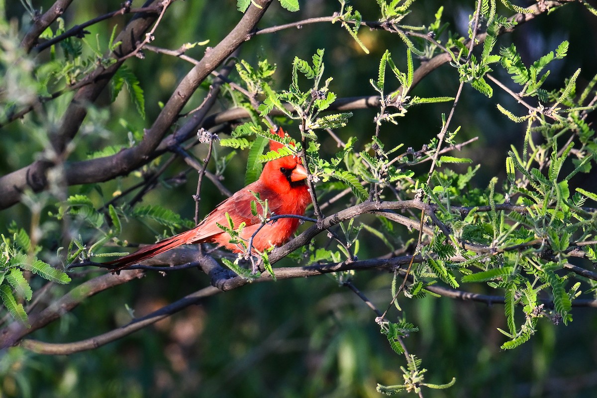 Cardinal rouge - ML620560749