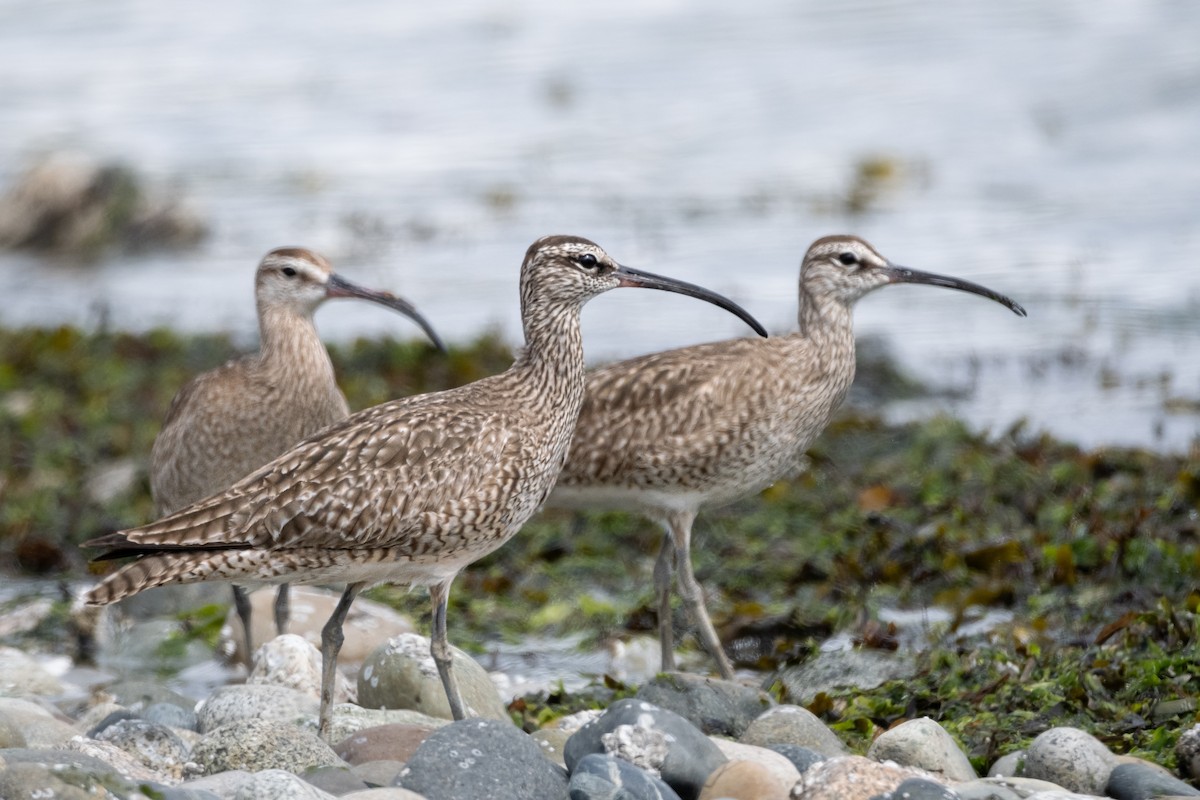 Whimbrel - ML620560750