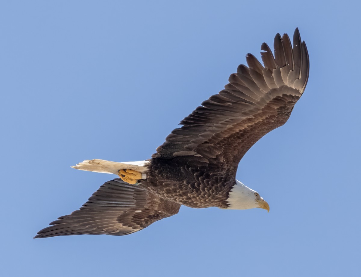 Bald Eagle - ML620560754