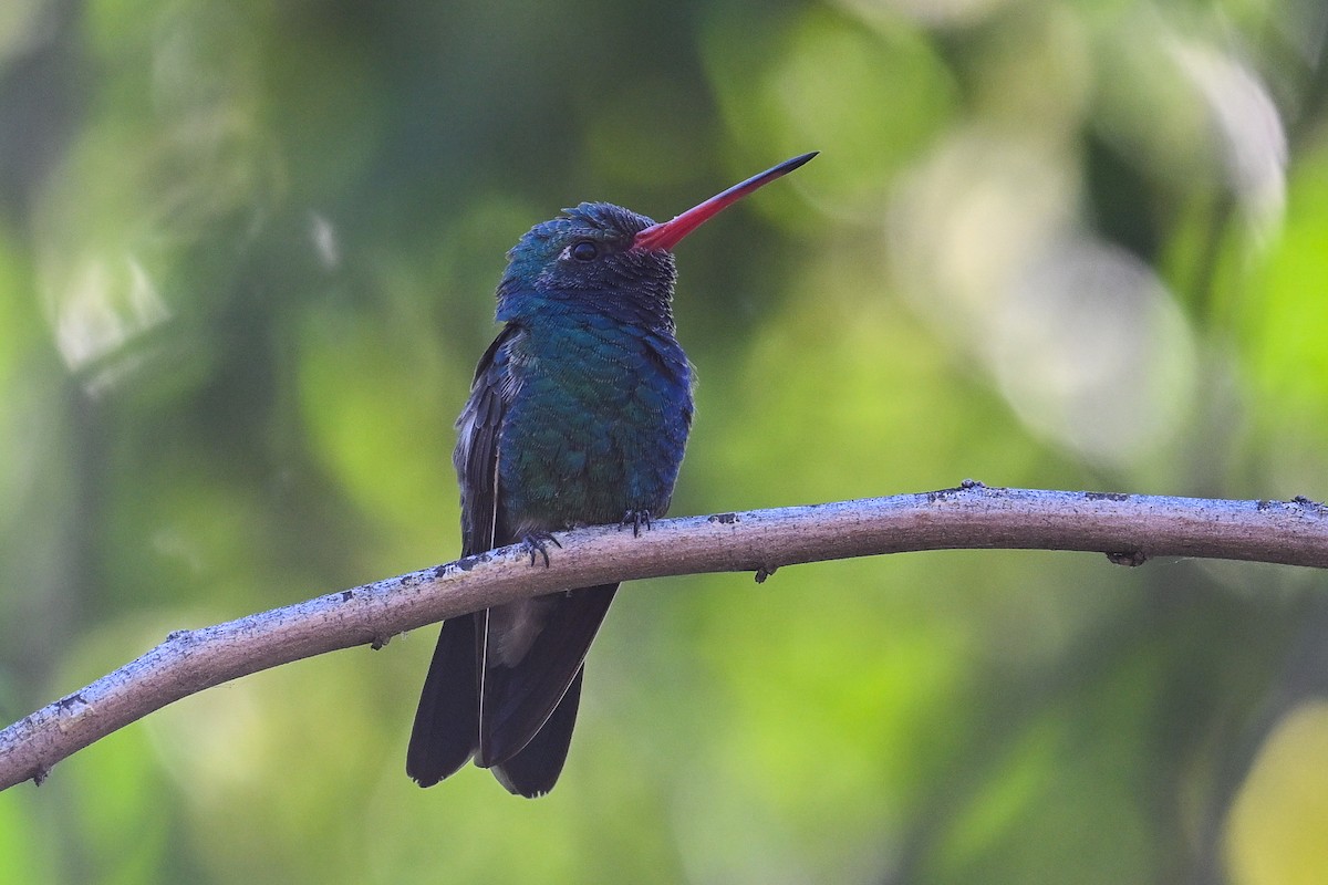 Colibrí Piquiancho Común - ML620560757