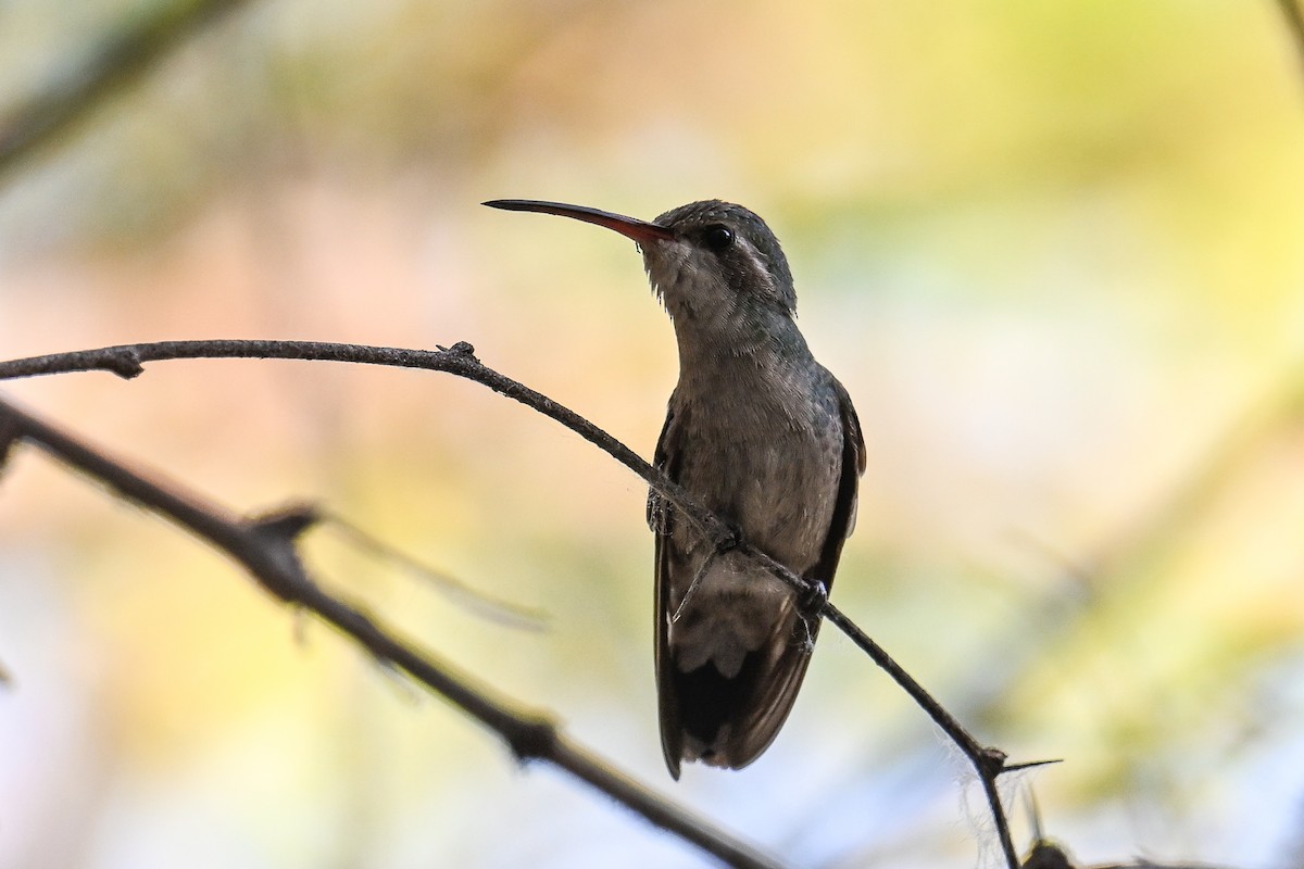 Colibrí Piquiancho Común - ML620560758