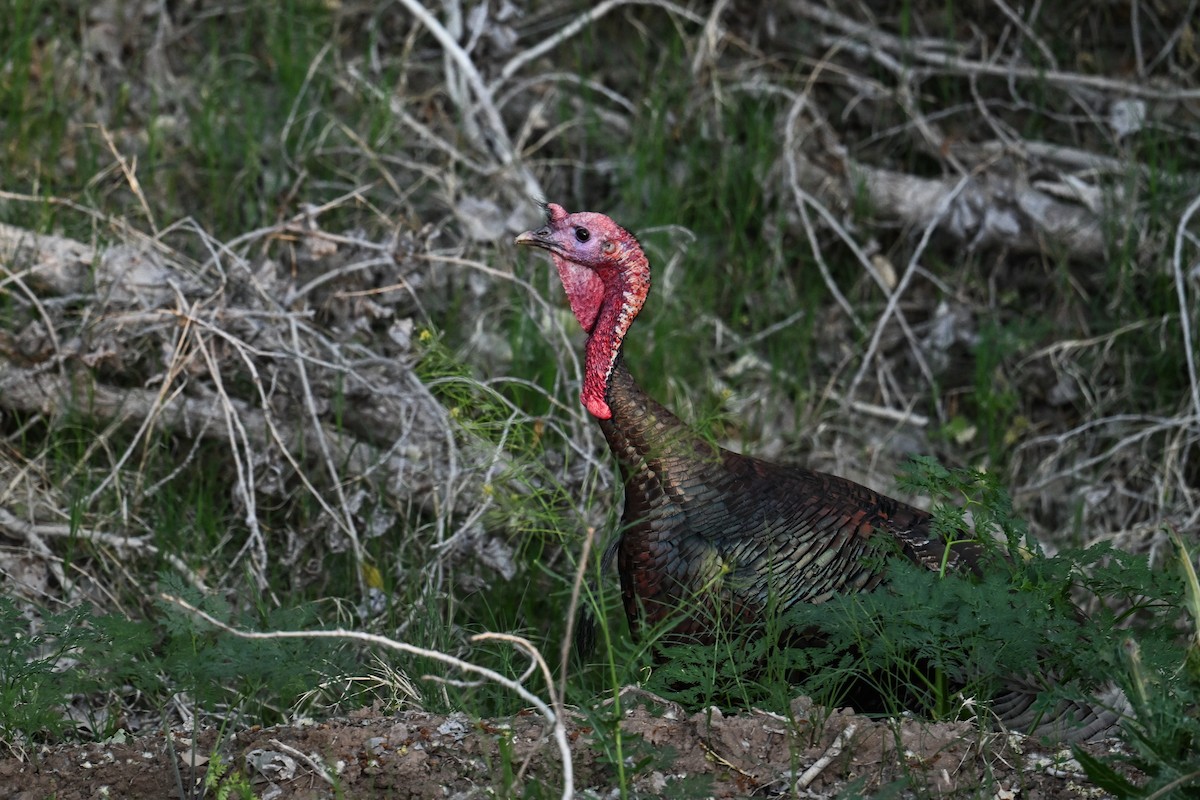 Guajolote Gallipavo - ML620560762