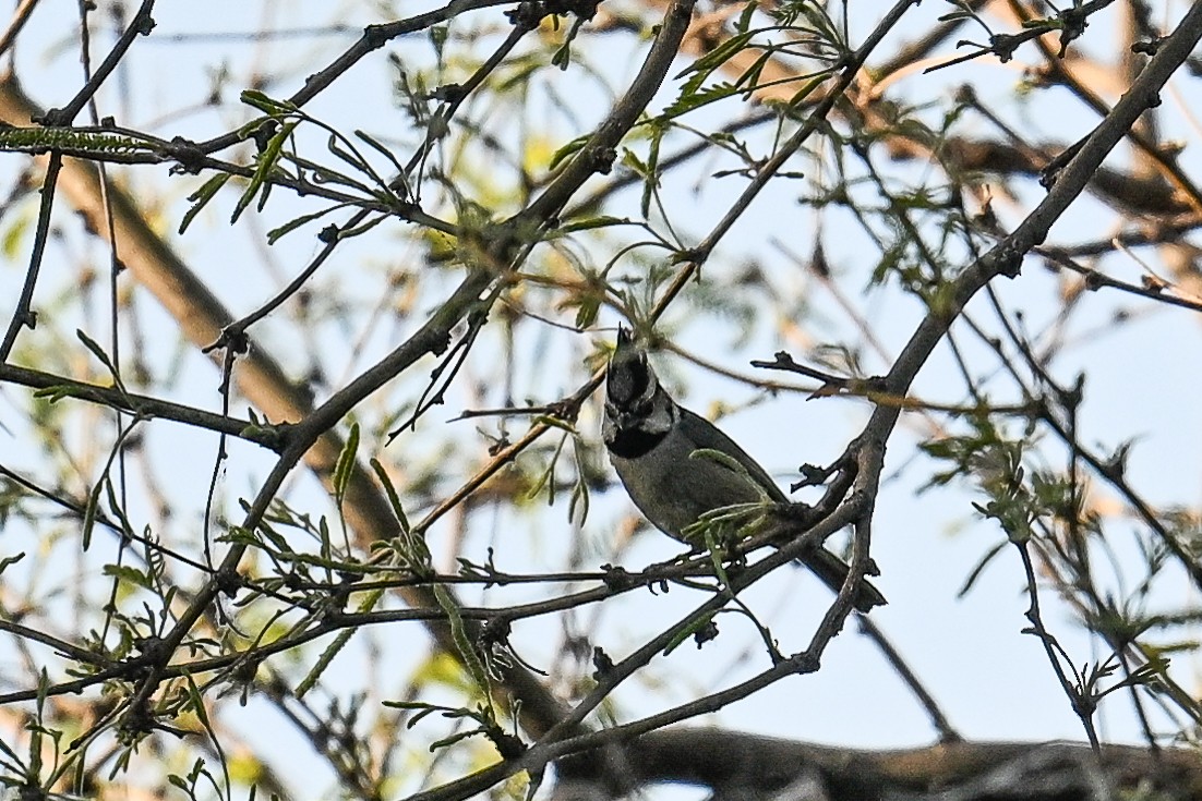 Bridled Titmouse - ML620560766