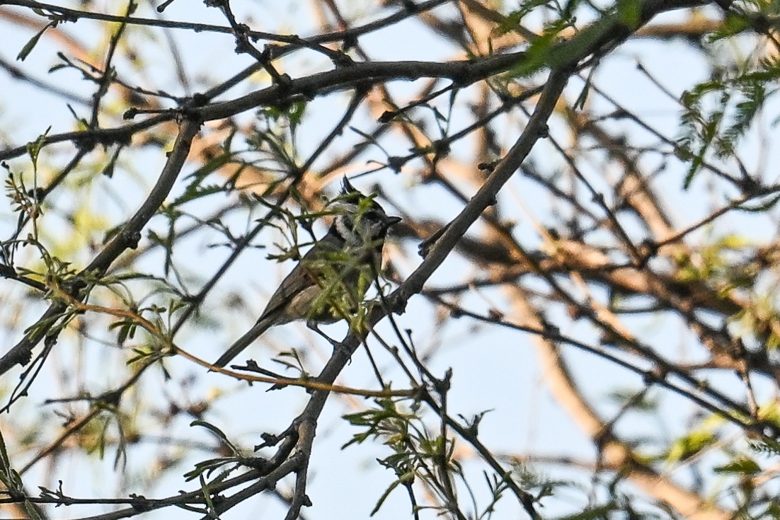 Bridled Titmouse - ML620560768