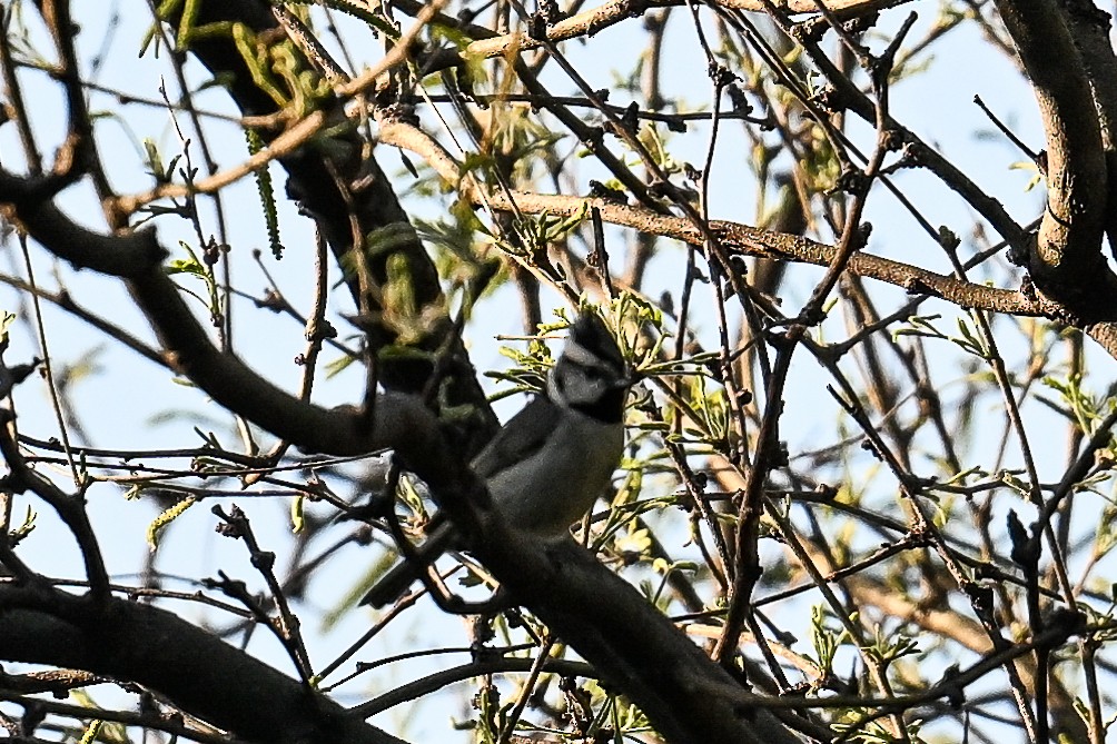 Bridled Titmouse - ML620560771