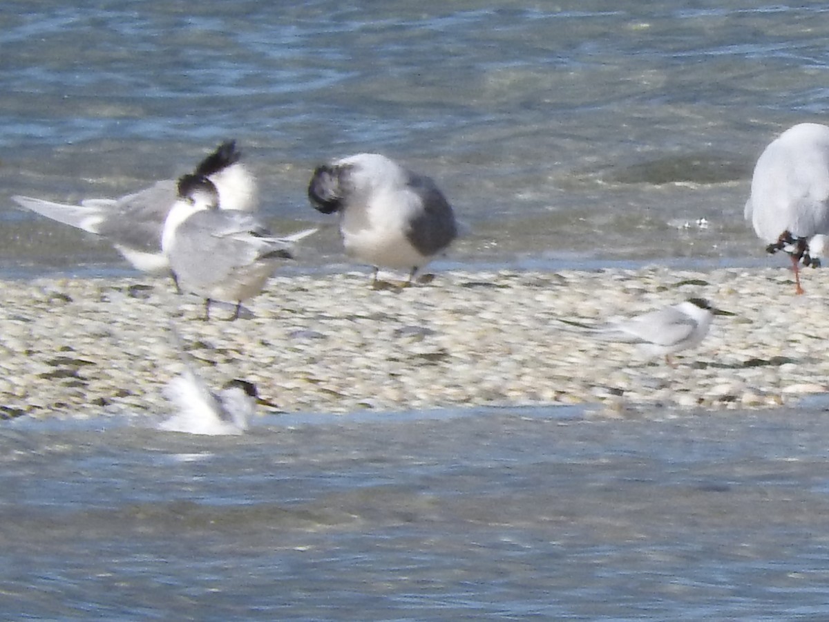 Australian Fairy Tern - ML620560775