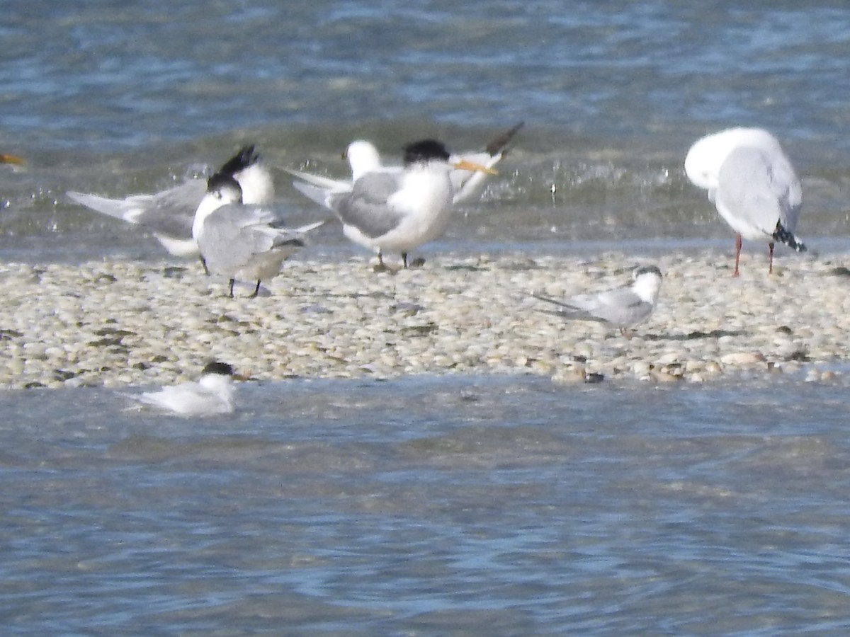 Little/Australian Fairy Tern - ML620560776