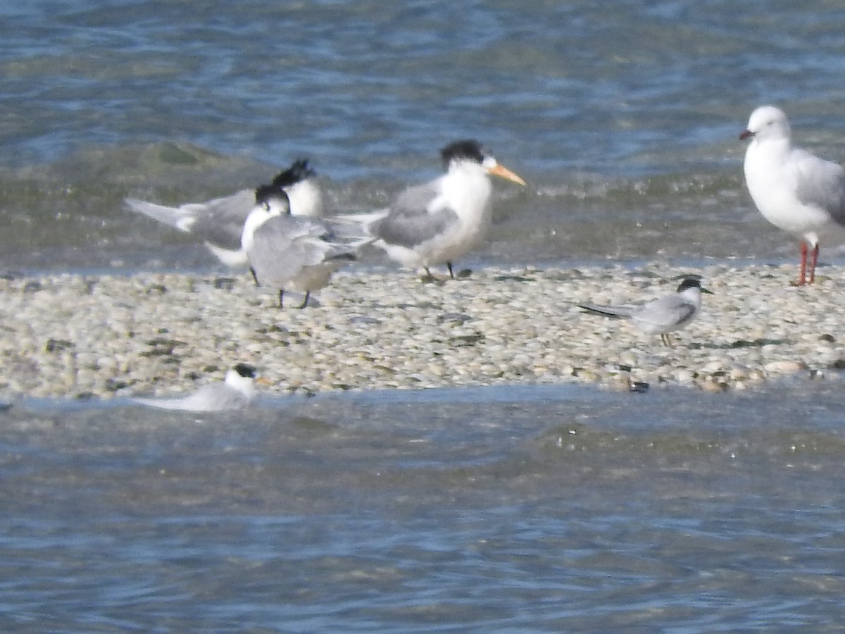 Little/Australian Fairy Tern - ML620560777