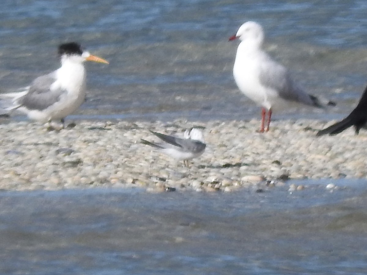 Little/Australian Fairy Tern - ML620560778