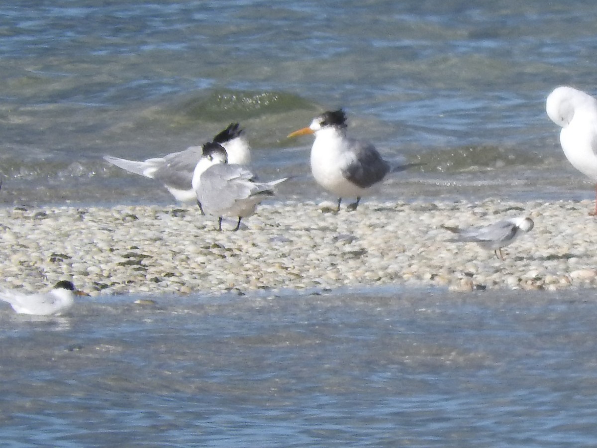 Little/Australian Fairy Tern - ML620560779