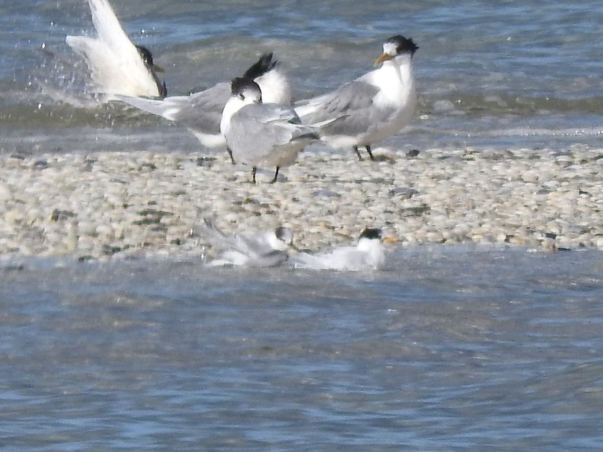 Australian Fairy Tern - ML620560780