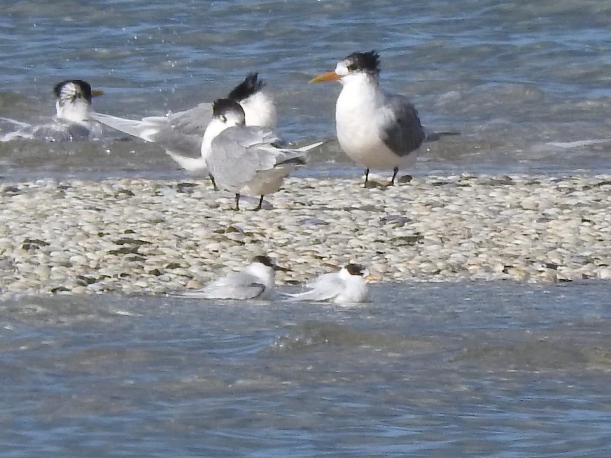 Little/Australian Fairy Tern - ML620560781