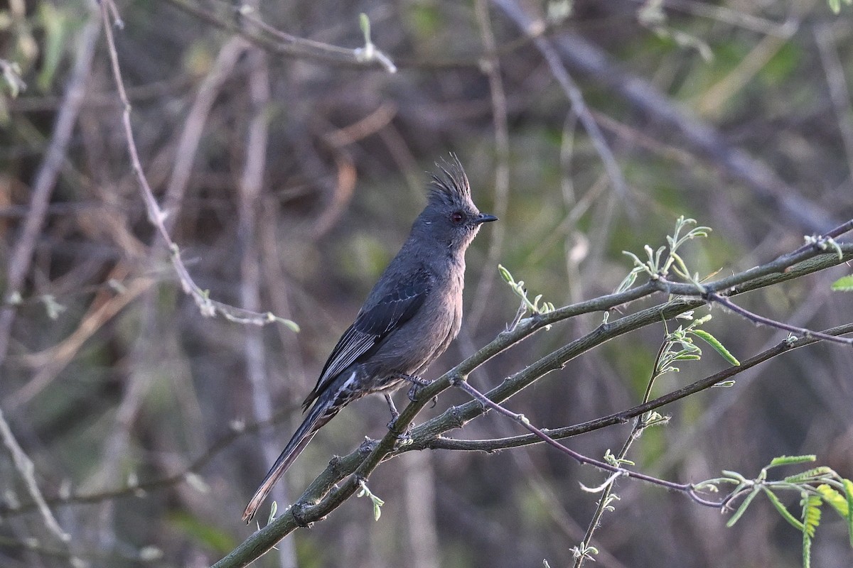 Phénopèple luisant - ML620560782