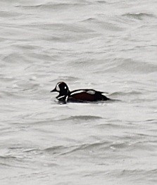 Harlequin Duck - ML620560785