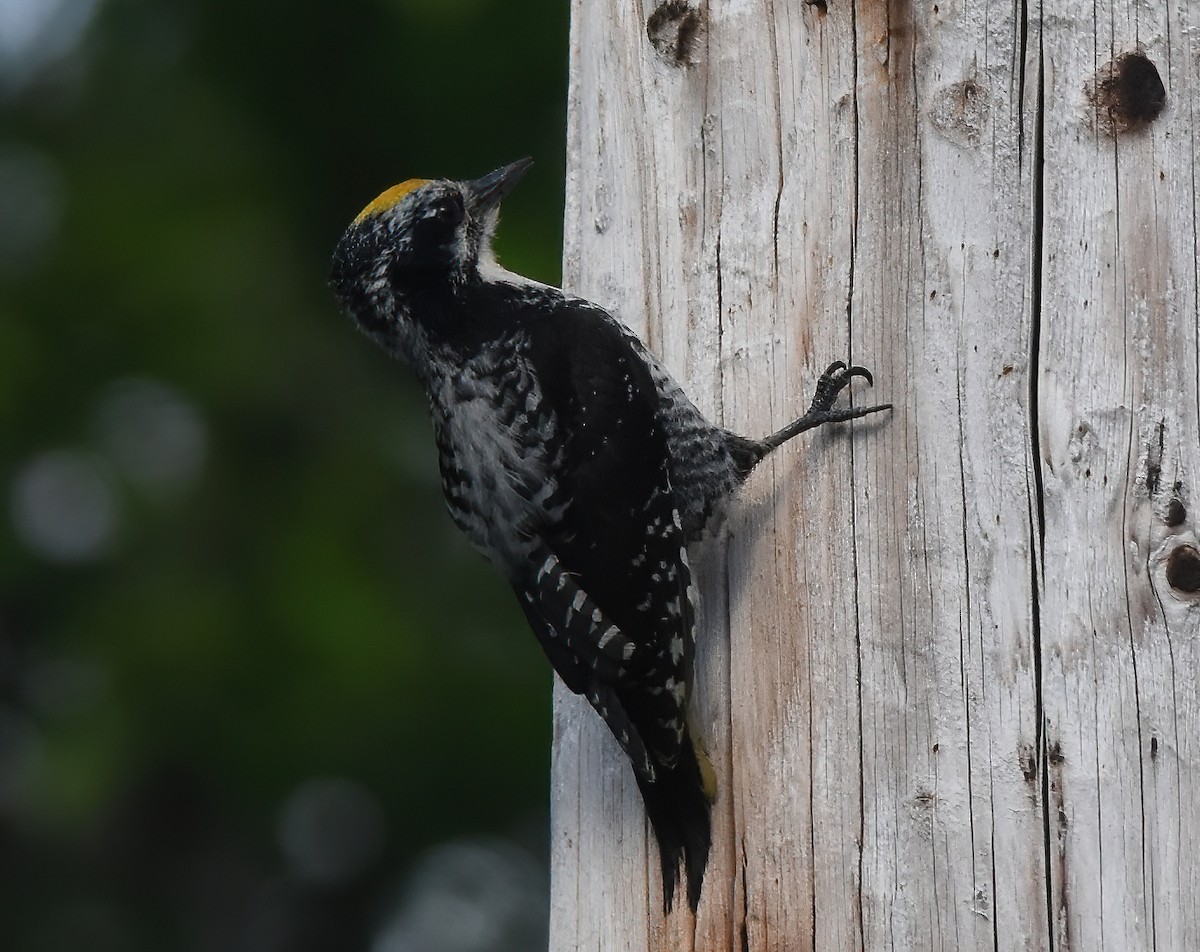 American Three-toed Woodpecker (Northwest) - David Roberts