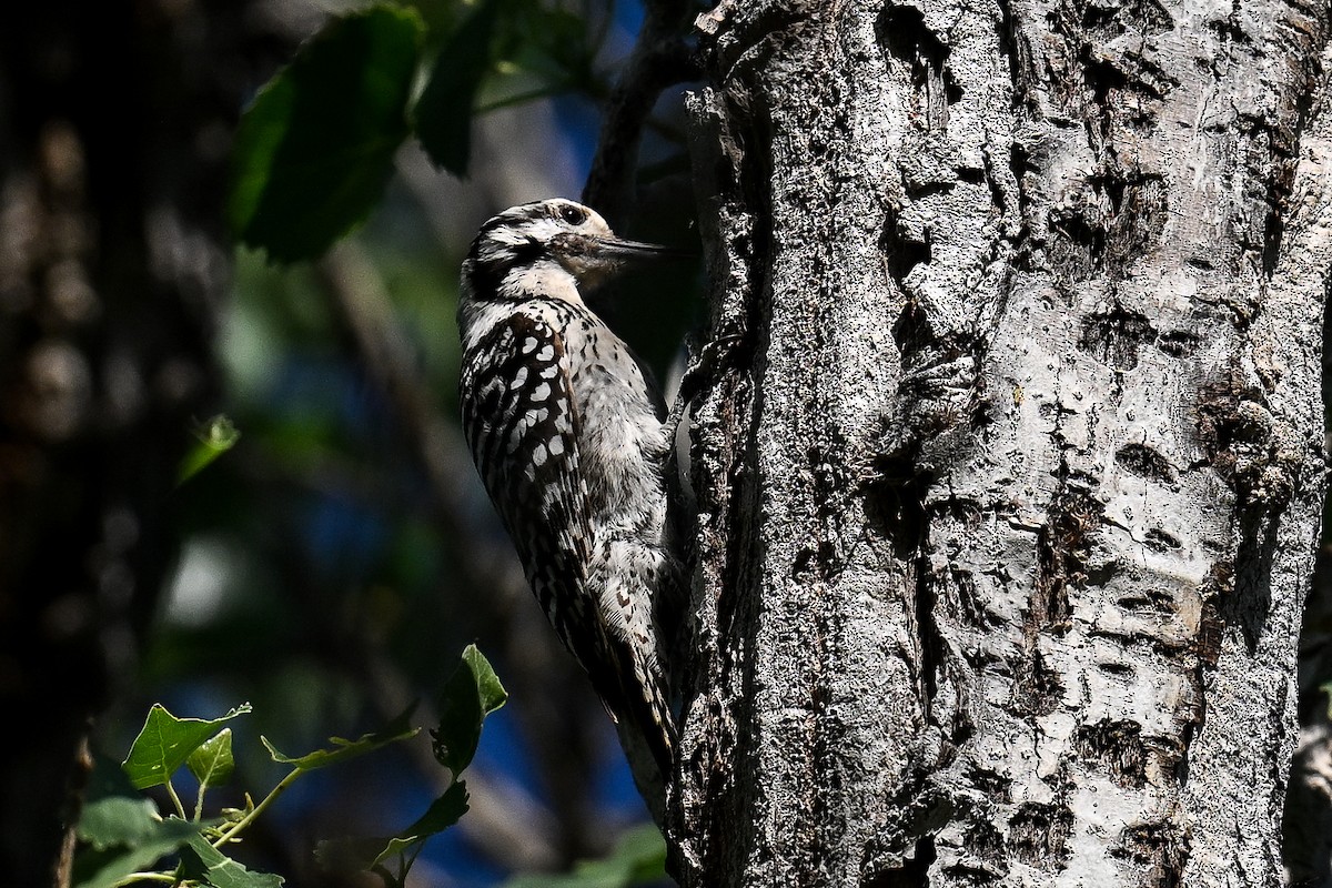 Ladder-backed Woodpecker - ML620560788