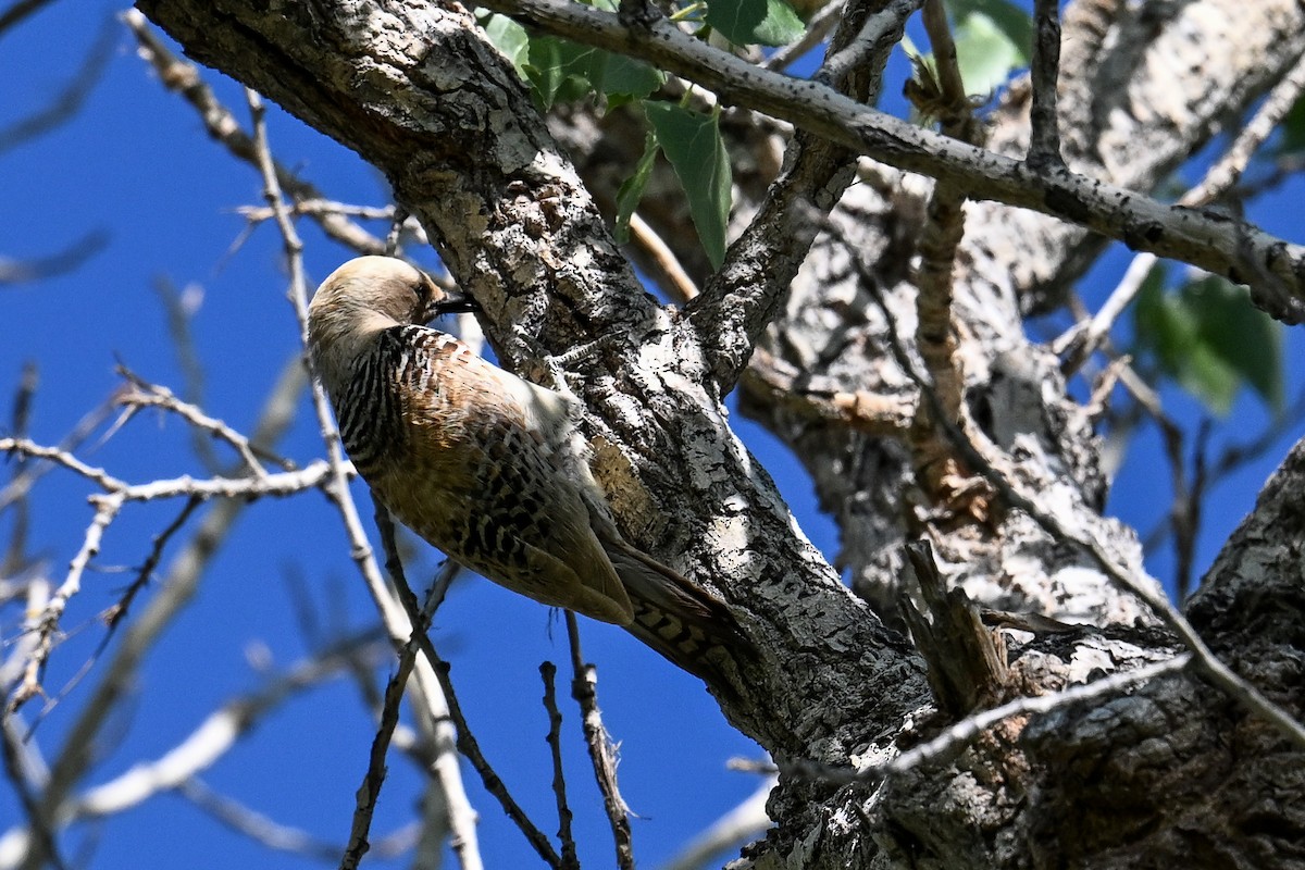 Gila Woodpecker - ML620560789