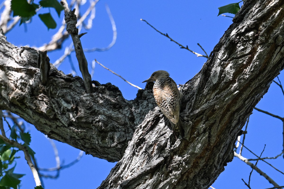 Gila Woodpecker - ML620560790