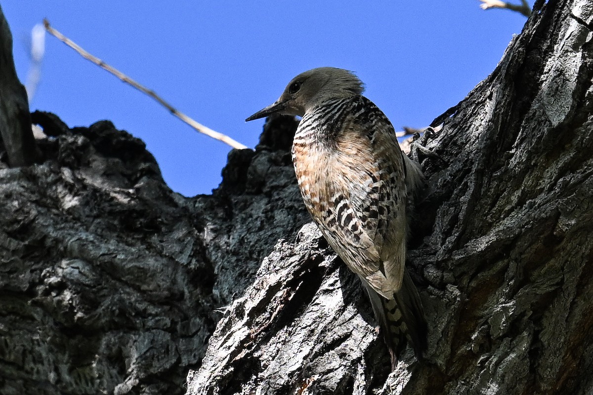 Gila Woodpecker - ML620560791