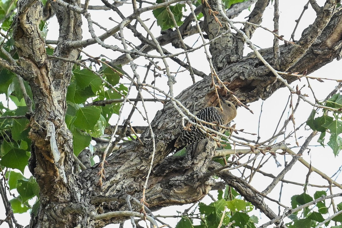 Gila Woodpecker - ML620560792