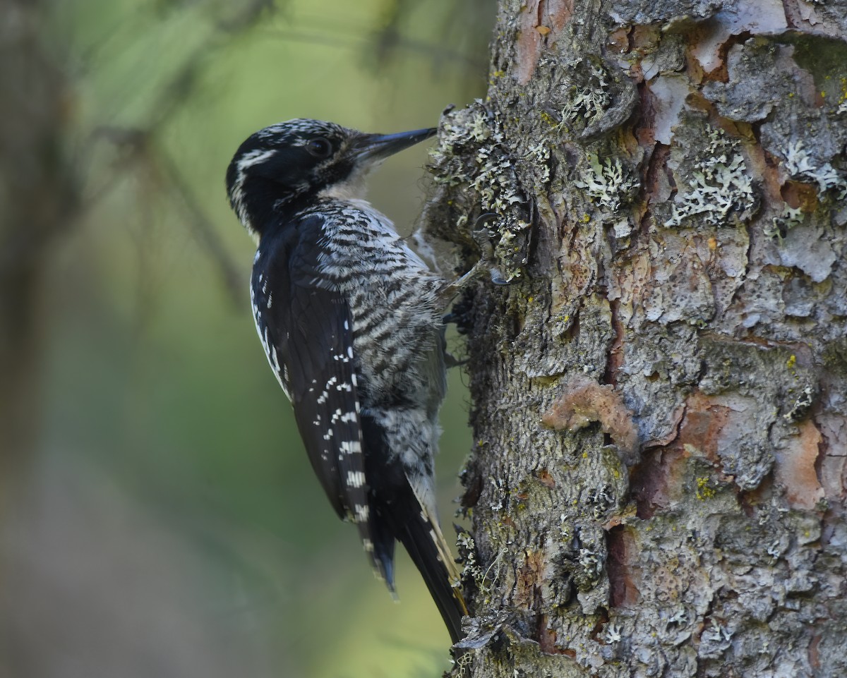 Дятел ялиновий (підвид fasciatus) - ML620560793