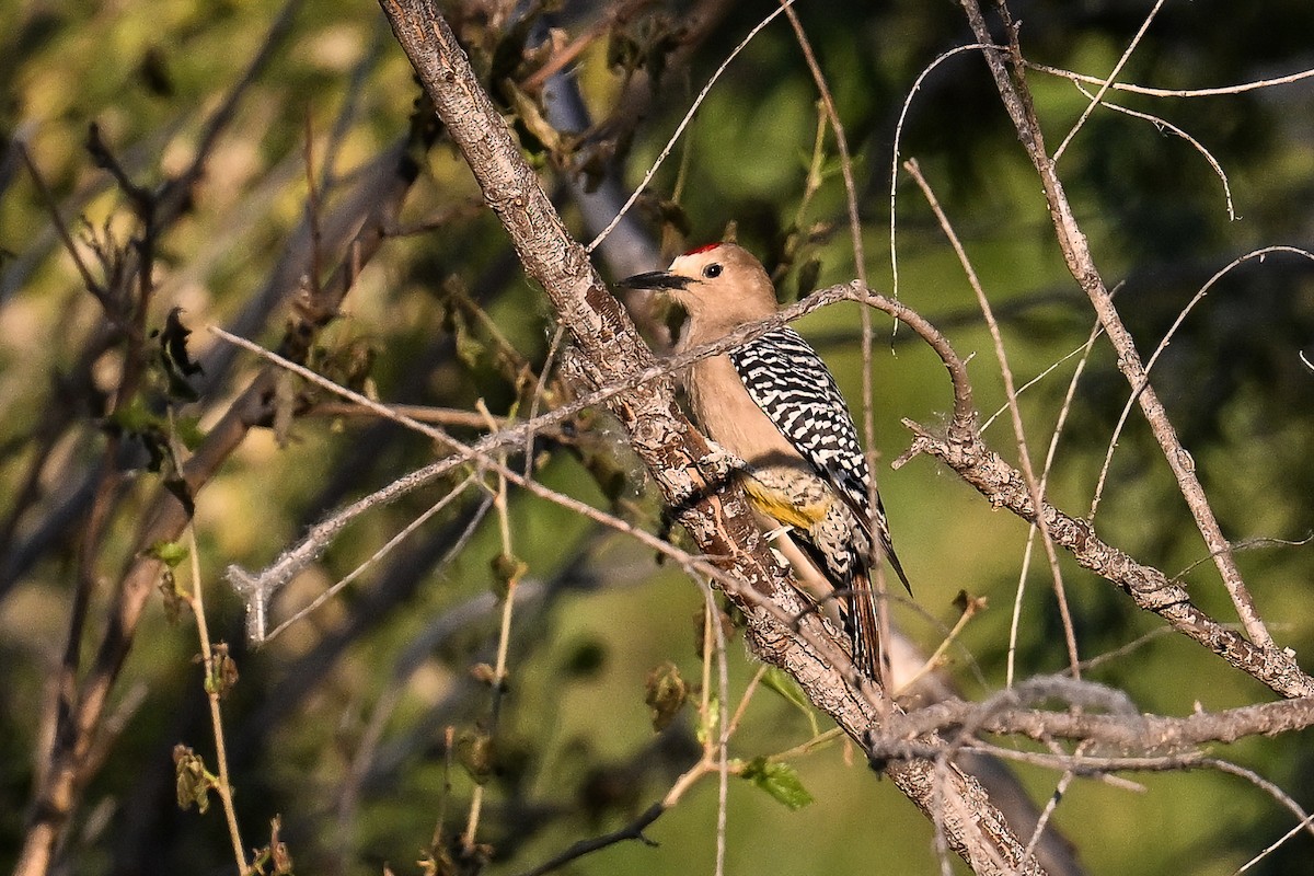 Gila Woodpecker - ML620560794