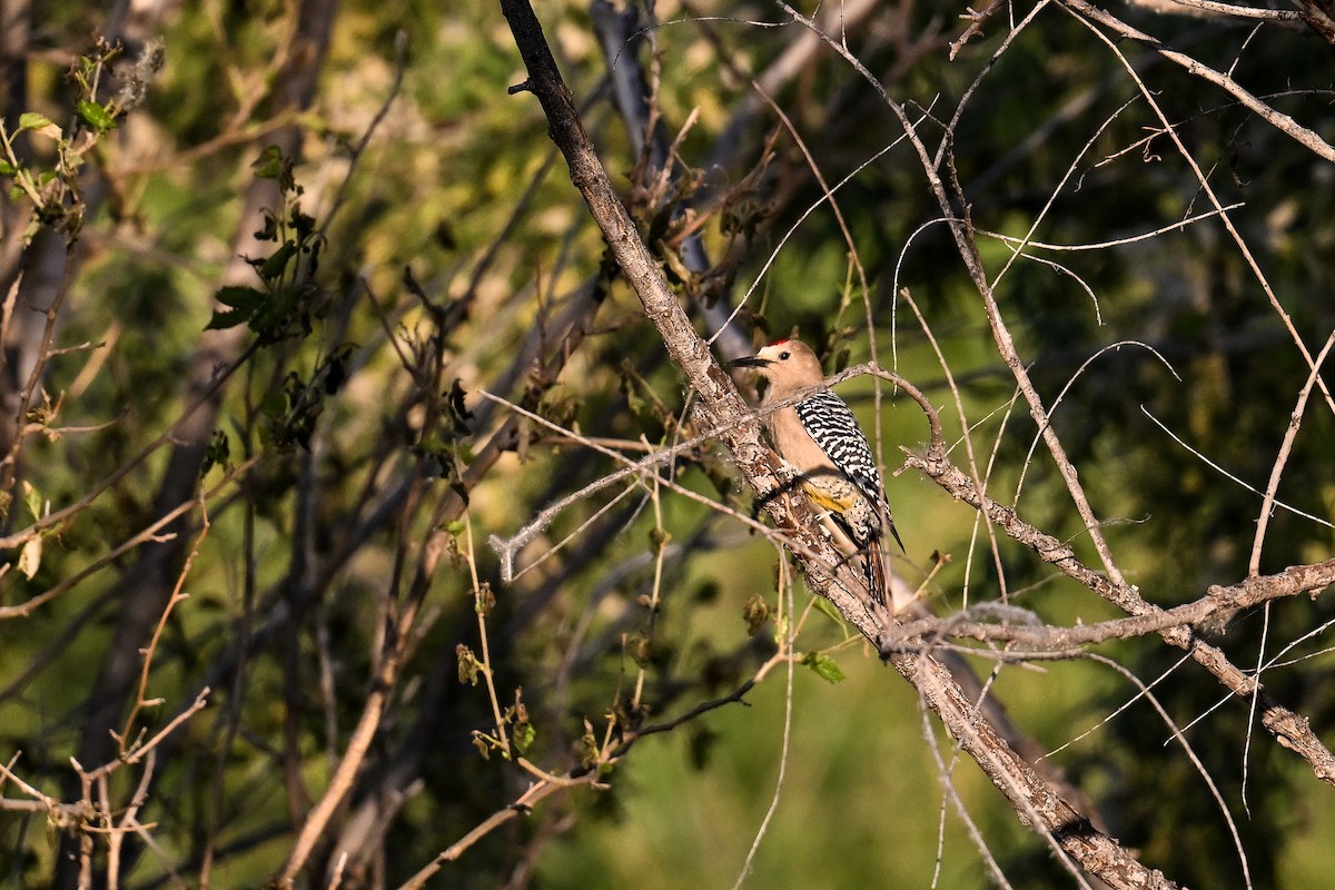 Gila Woodpecker - ML620560796