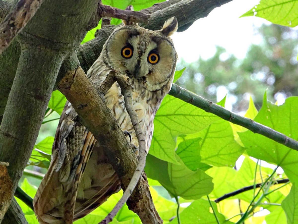 Long-eared Owl - ML620560797