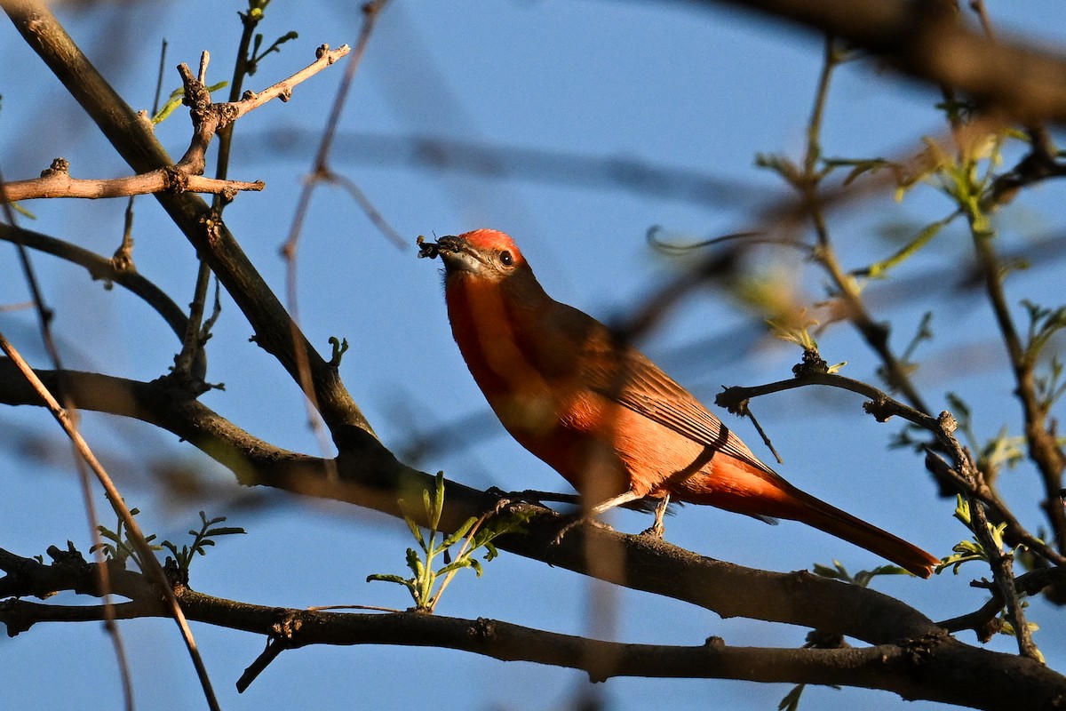 Hepatic Tanager - ML620560800