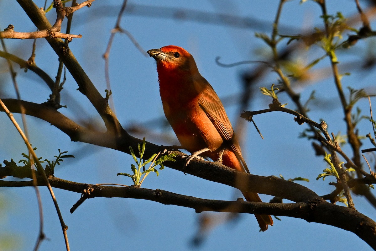 Hepatic Tanager - ML620560801