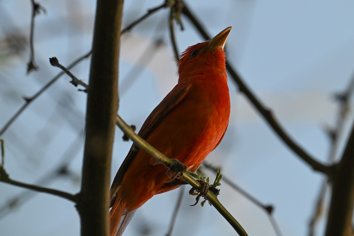 Summer Tanager - Maryse Neukomm