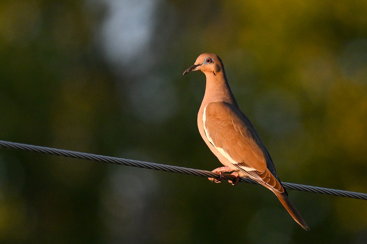 White-winged Dove - ML620560804