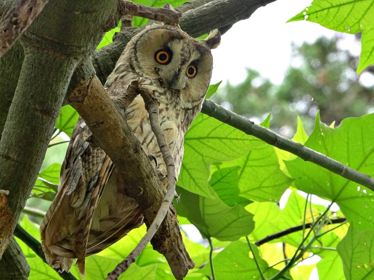 Long-eared Owl - ML620560805