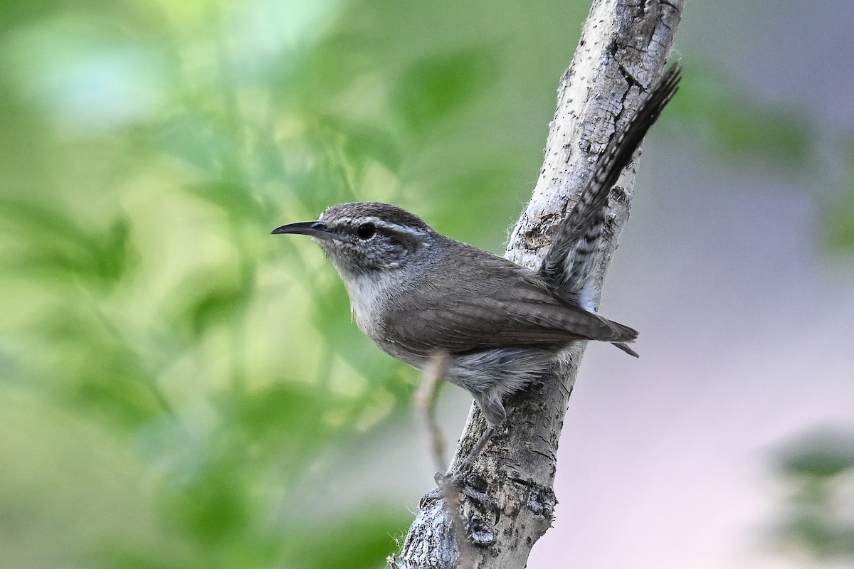 Bewick's Wren - ML620560807