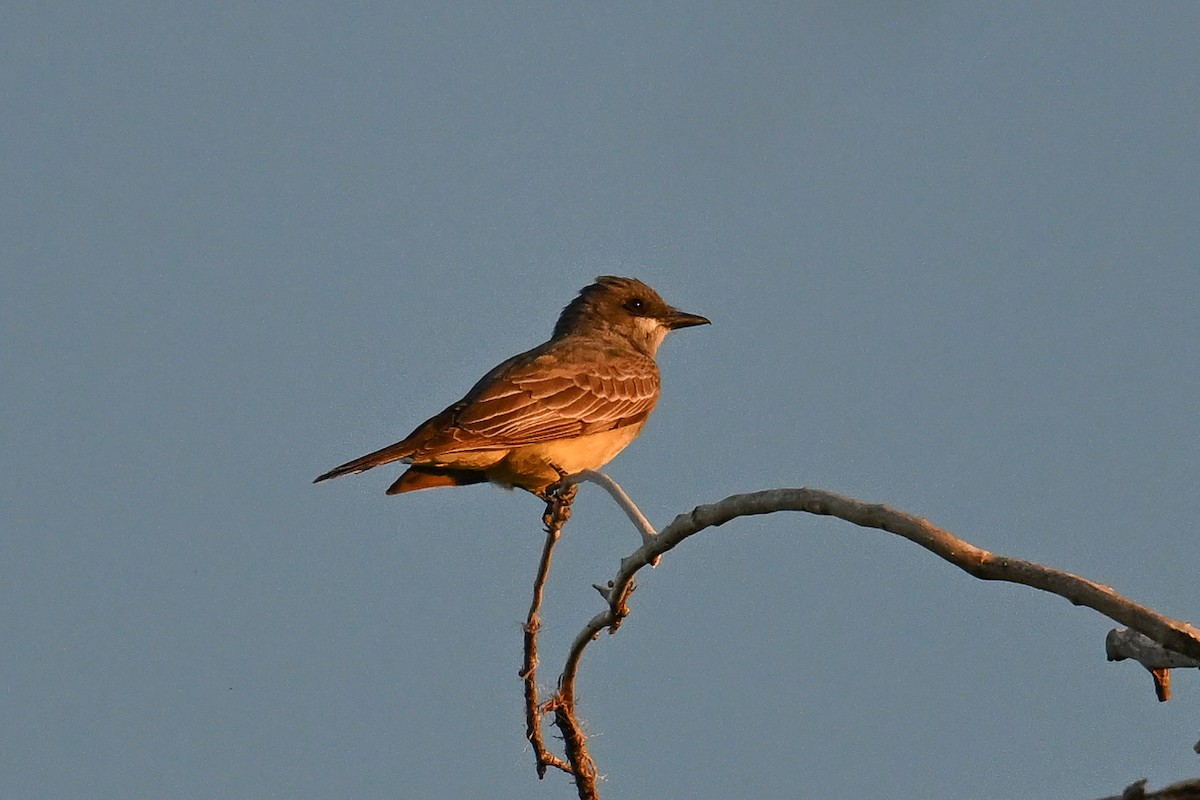 Cassin's Kingbird - ML620560808