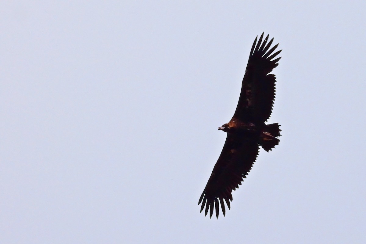 Cinereous Vulture - ML620560809