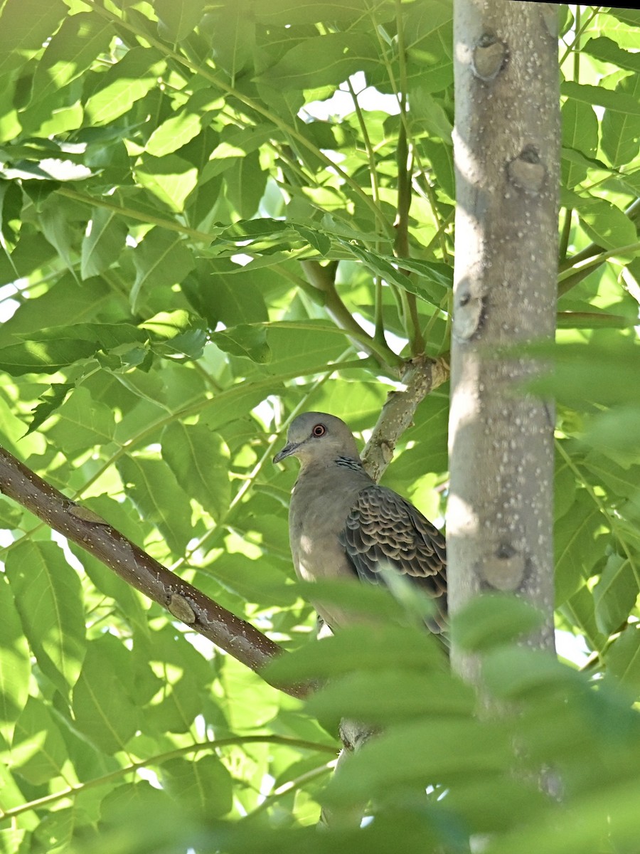 Oriental Turtle-Dove - ML620560821