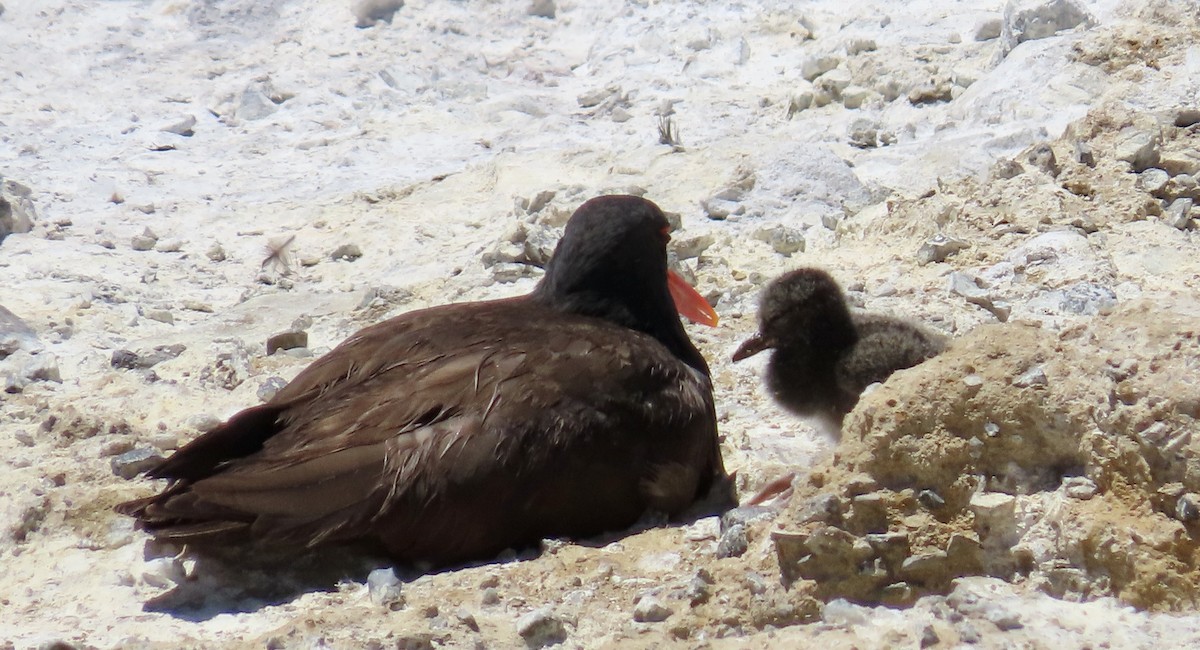 Black Oystercatcher - ML620560838