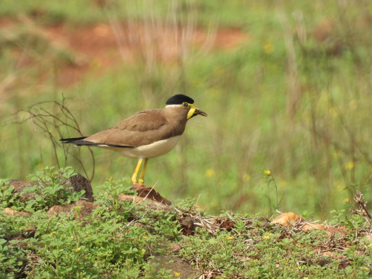 Yellow-wattled Lapwing - ML620560866