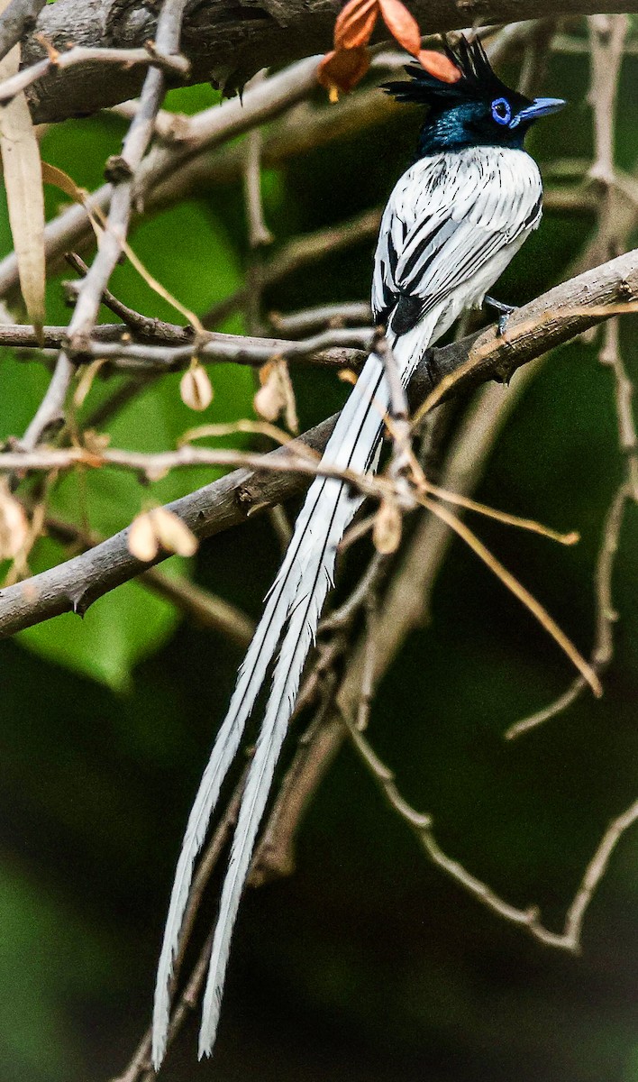 Indian Paradise-Flycatcher - ML620560868